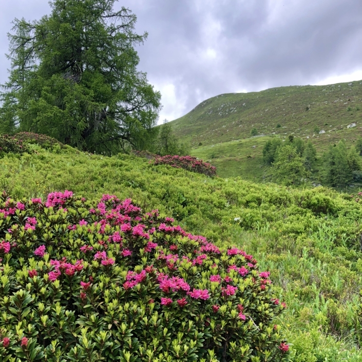 Bergsommer im Goms – Berglodge Goms