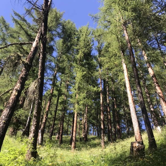 Bergsommer – Berglodge Goms - durchunddurch echt