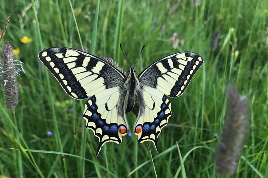 Schmetterling – Berglodge Goms